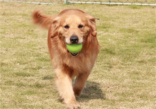 帮狗狗选玩具也有学问 帮狗狗选玩具也有学问