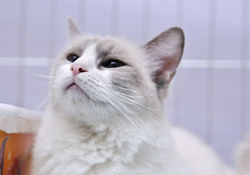 猫咪可以快递吗？安全吗？