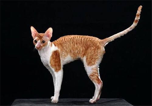 短毛猫也会掉毛吗？什么猫不掉毛？