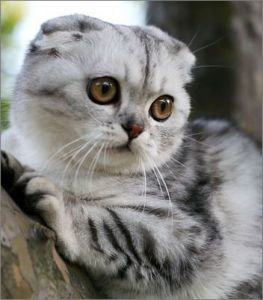 苏格兰折耳猫各种表情的含义