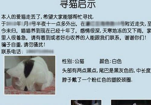 猫咪走丢怎么办