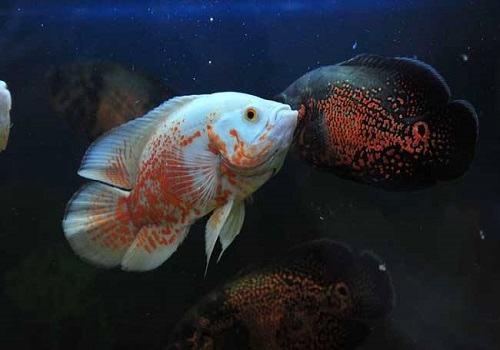 地图鱼能长多大 地图鱼吃什么长得快 地图鱼能长多大 地图鱼吃什么长得快