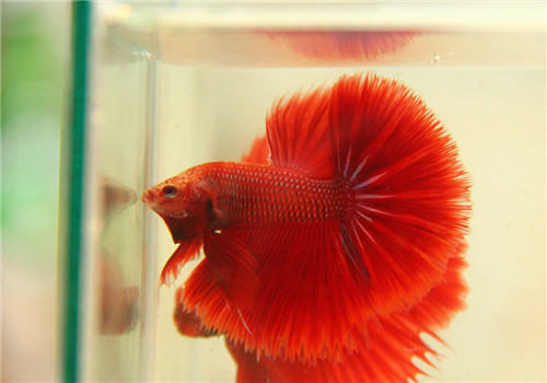水族箱加热棒的选购要点