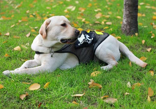 减缓狗狗智力衰退的措施 减缓狗狗智力衰退的措施