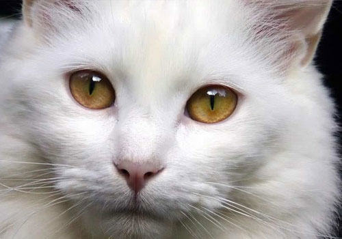 波斯猫多少钱一只?