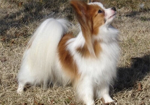 蝴蝶犬的形态特征