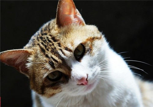 中国本土的猫咪品种有哪些？
