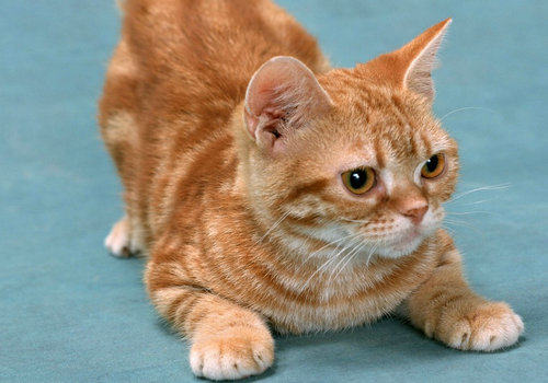 关于猫弓形体病的认知和防治