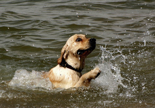 金毛犬的服从性高吗 金毛犬的服从性高吗