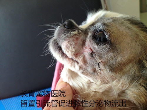 犬猫牙龈炎牙根腐烂导致的颜面瘘