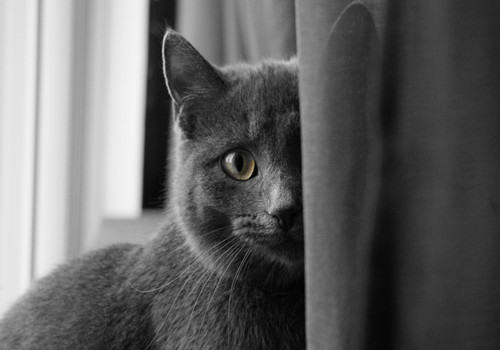 猫咪习性了解