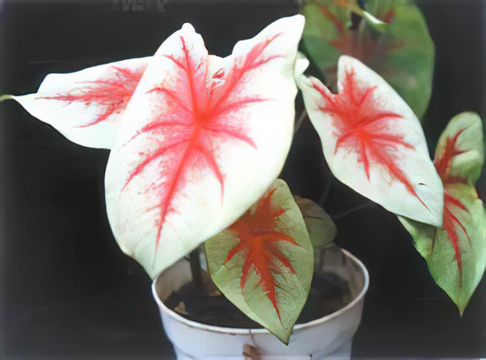 花叶芋的栽种培养与管理(图)