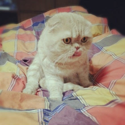 猫咪口臭的几个原因