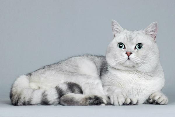 猫咪黄疸的常见病因