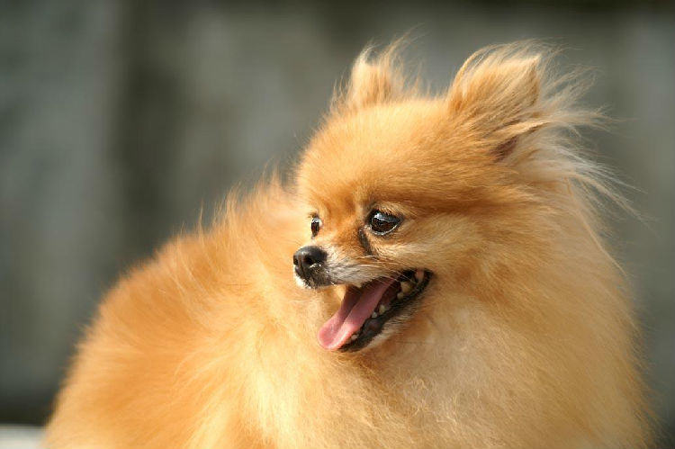 选择优秀博美犬的体型标准