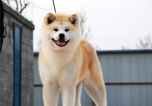 犬中暑的症状及形成原因