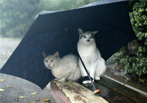 如何让猫咪尽快适应新环境 如何让猫咪尽快适应新环境