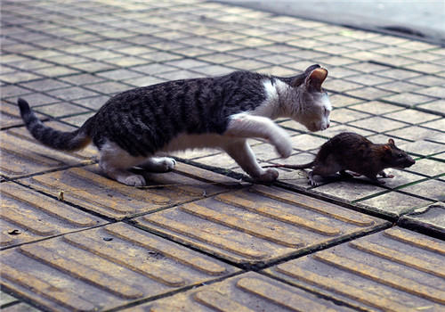 怎样教会猫咪抓老鼠 怎样教会猫咪抓老鼠