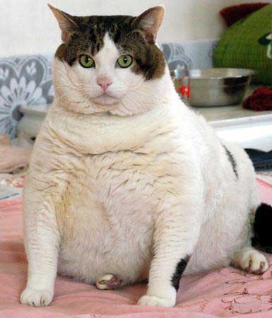 怎样判断猫咪是否过胖