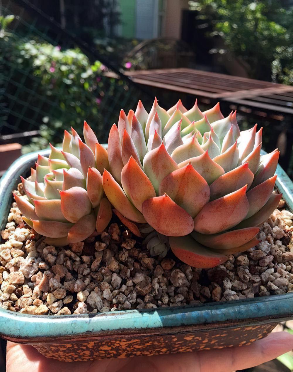 瘦死的骆驼比马强！季节的变化还是让肉肉们开始悄悄变美
