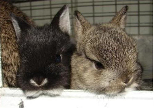 磨光兔的护理要点