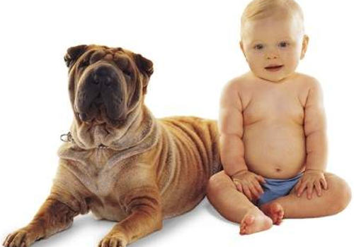 养狗如何约束好自身