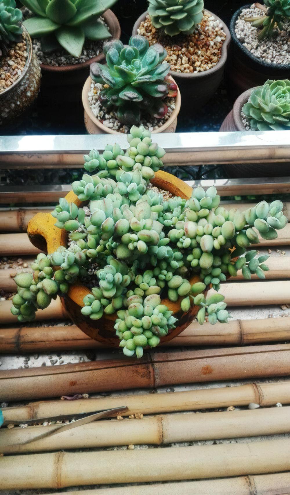 随便丢一颗在哪都美？今年多肉植物开挂区内心的痛谁能懂