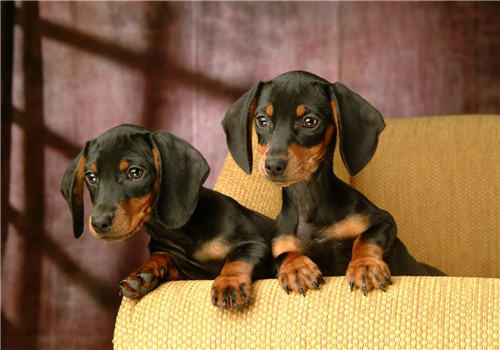 犬肉毒梭菌中毒症的治疗原则