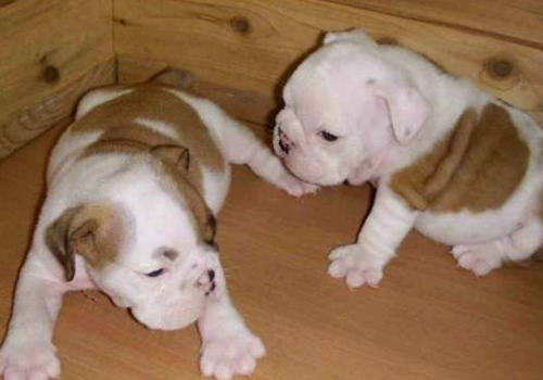 如何护理重病狗狗