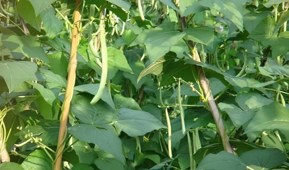 四季豆的种植方法