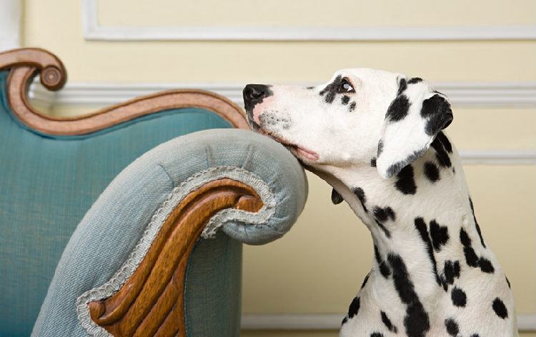 如何给斑点狗剪指甲