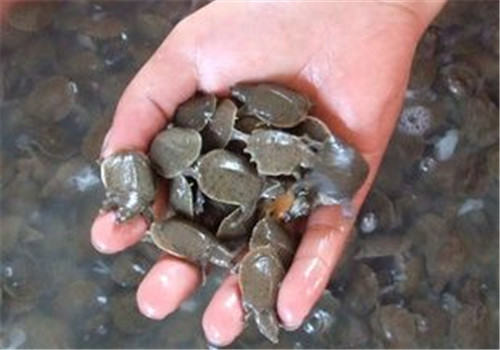 家养宠物鳖购买建议 家养宠物鳖购买建议