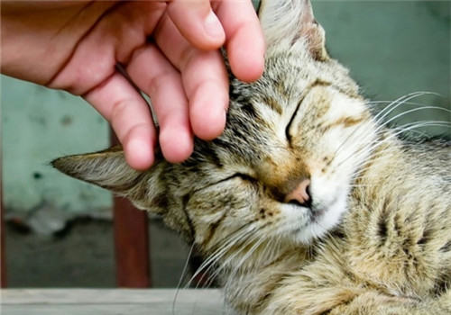 怎样与猫咪亲近