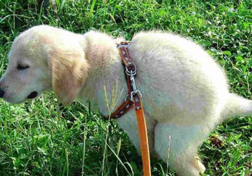 狗狗的冷知识有哪些