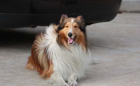 苏格兰牧羊犬中暑的症状