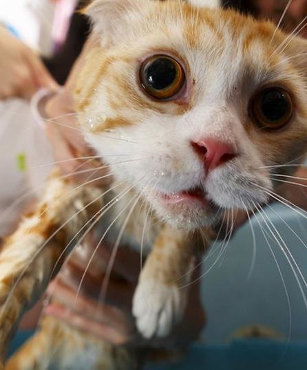 猫咪洗澡的时候要注意水温