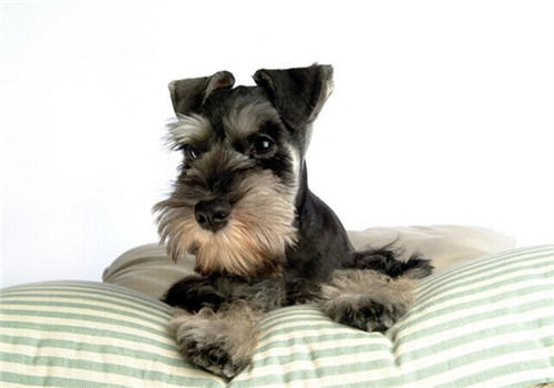 迷你雪纳瑞的性格特点