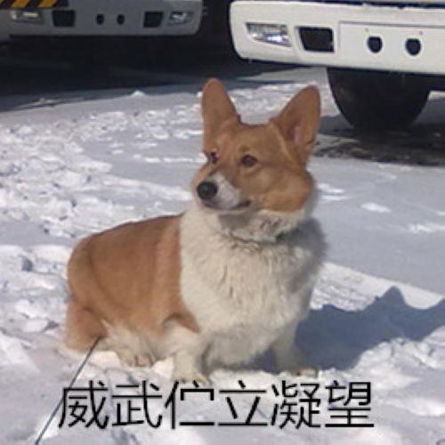 狗狗跛行的相关问题