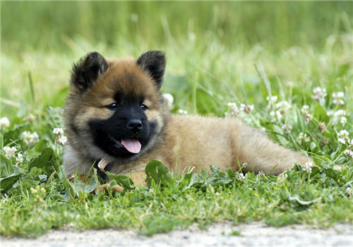 狗狗零食的分类及特点介绍