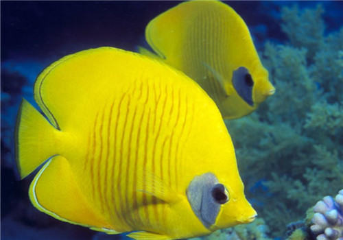 带你认识水族箱中的珊瑚砂 带你认识水族箱中的珊瑚砂