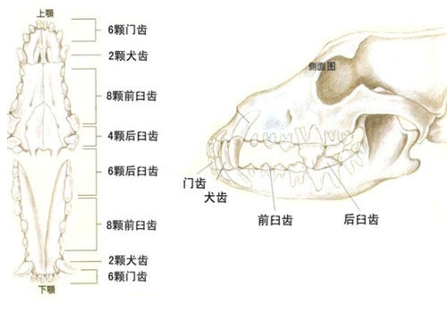 狗狗牙齿咬合状态知多少