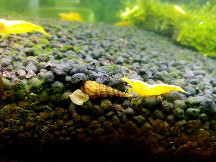 黄金米虾的品种介绍