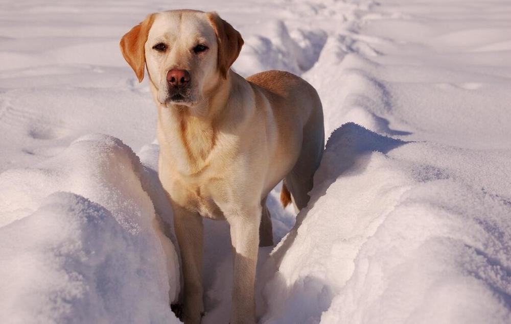 狗狗为什么口臭 需要如何防治
