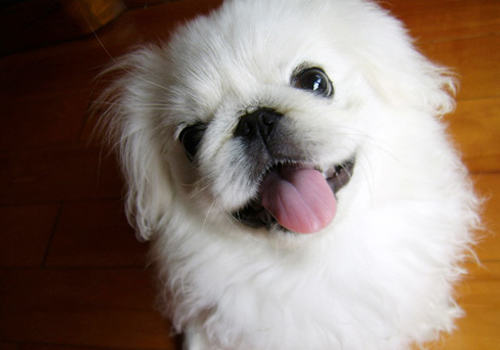 如何护理好京巴犬