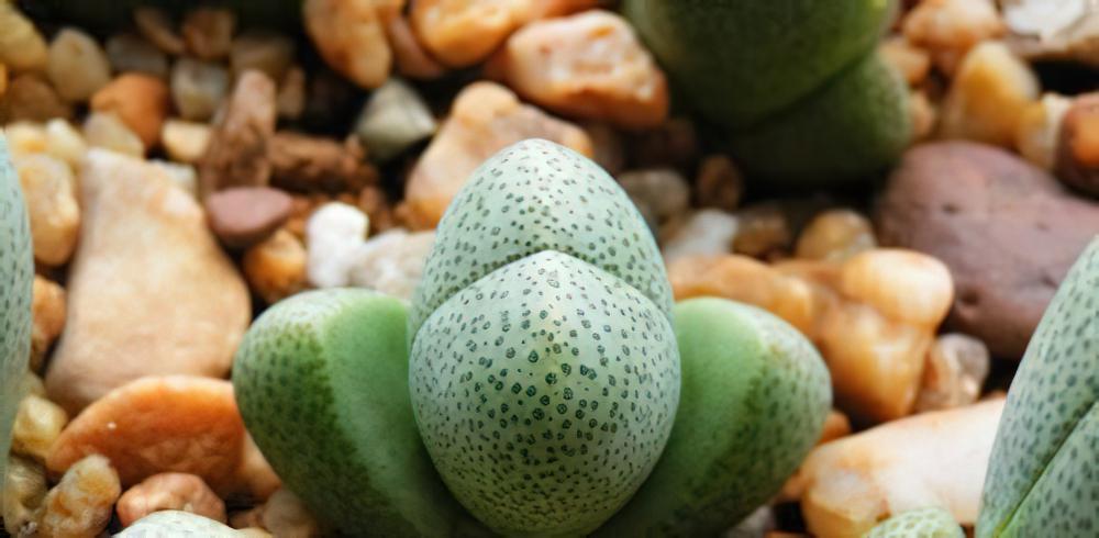 屌丝多肉也逆袭top10：那些便宜又好养的多肉植物推荐