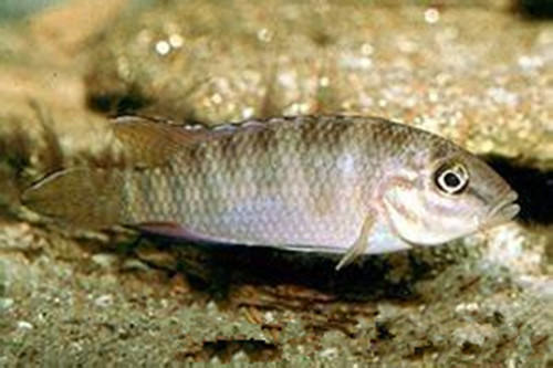 斑尾凤凰的外形特点