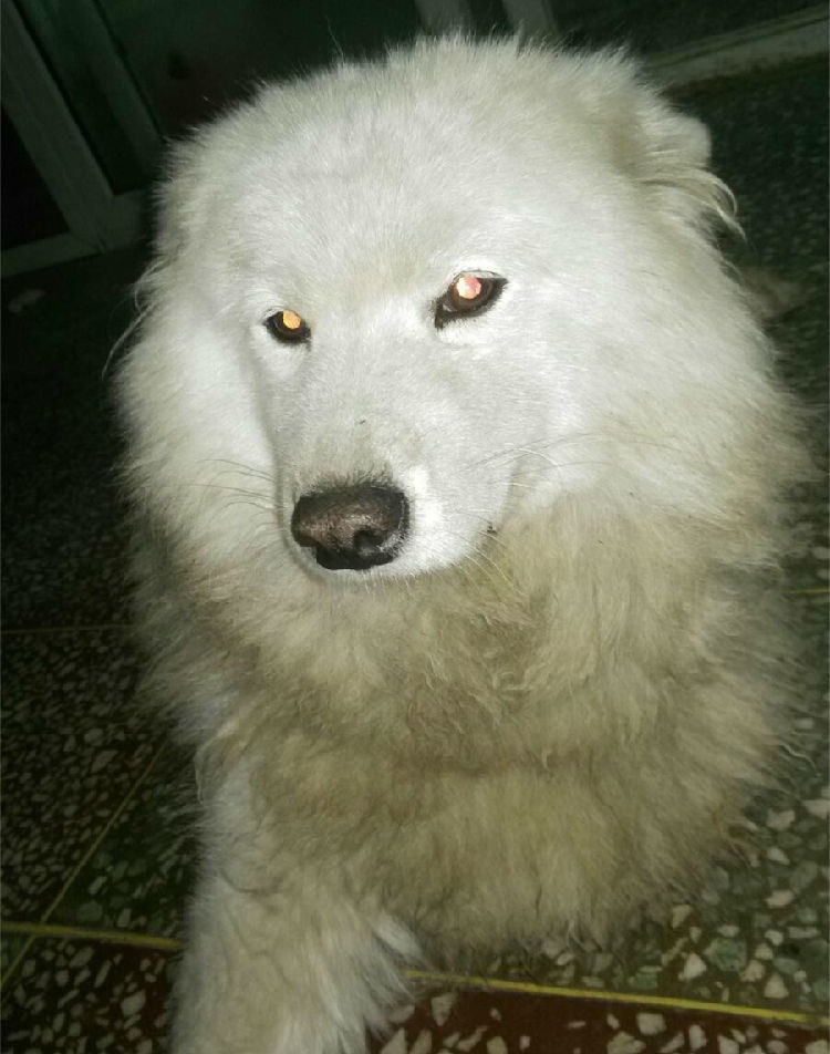 犬车祸后脊椎骨折的治疗