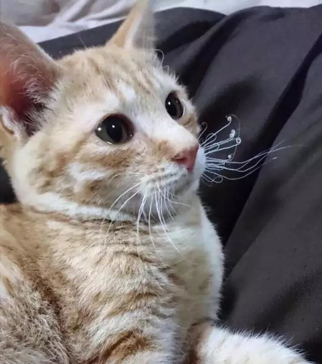 冬天猫咪怎么养？猫咪烤糊了怎么办？