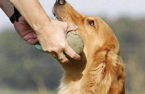 与狗狗做游戏要注意哪些问题？