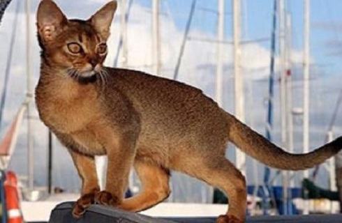 纯种的阿比西尼亚猫多少钱？阿比西尼亚猫价格